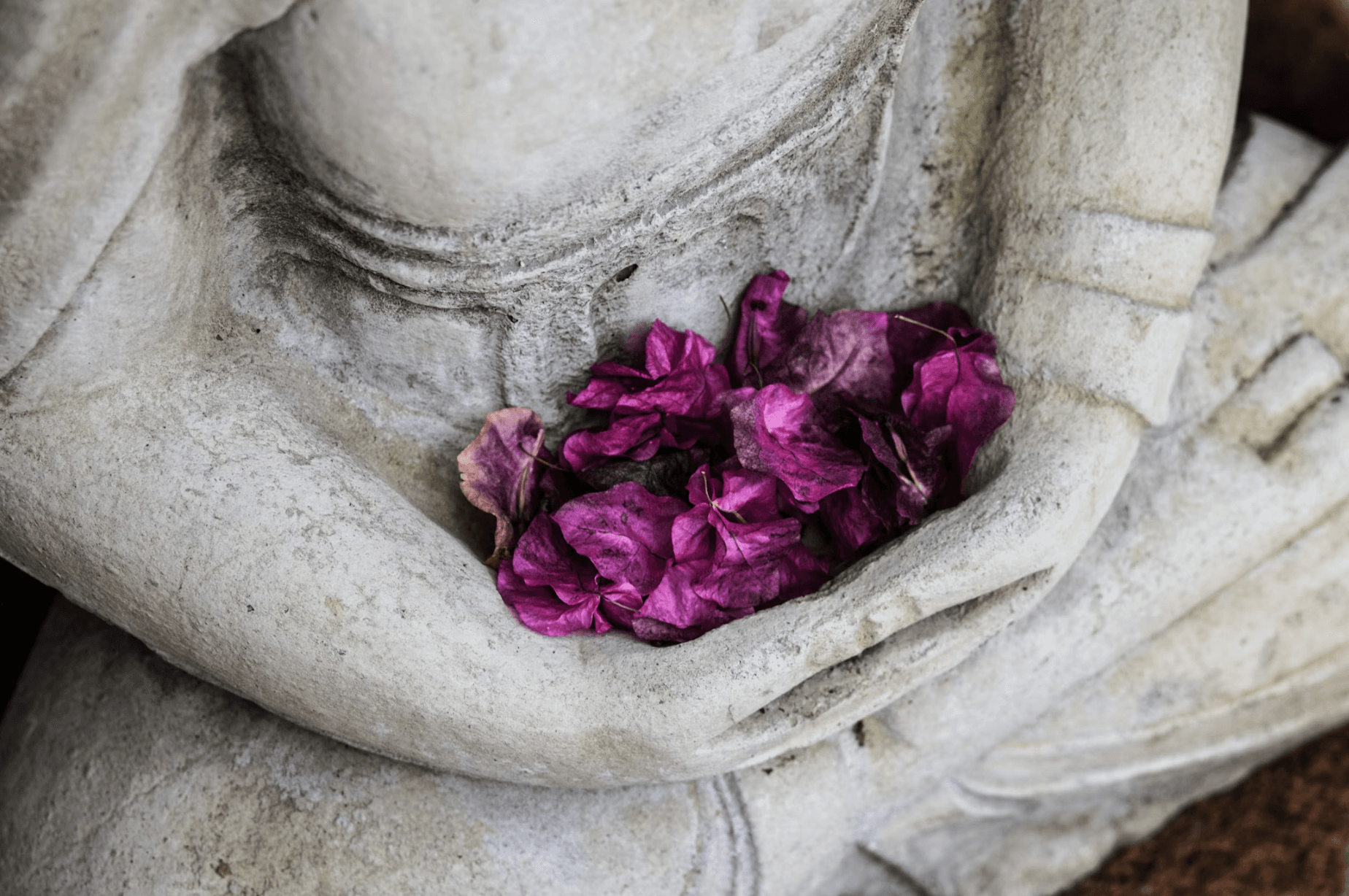 Buddha statue with bougainvillea petals