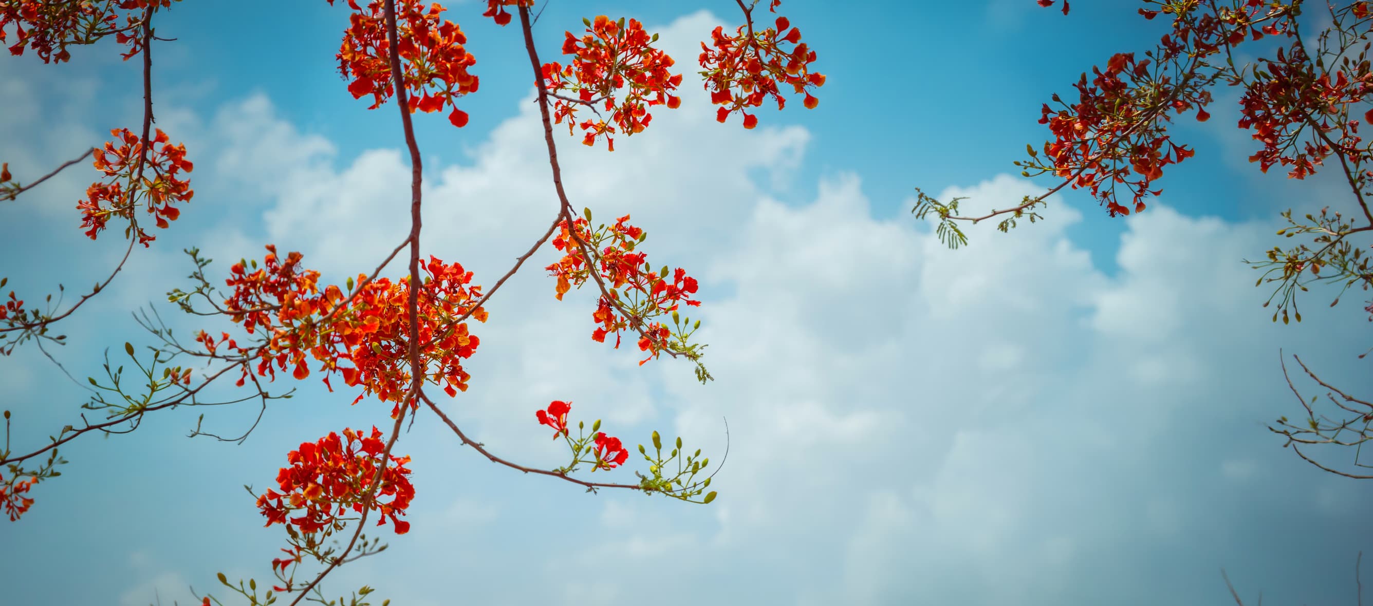 Gulmohar tree with red flowers against blue sky