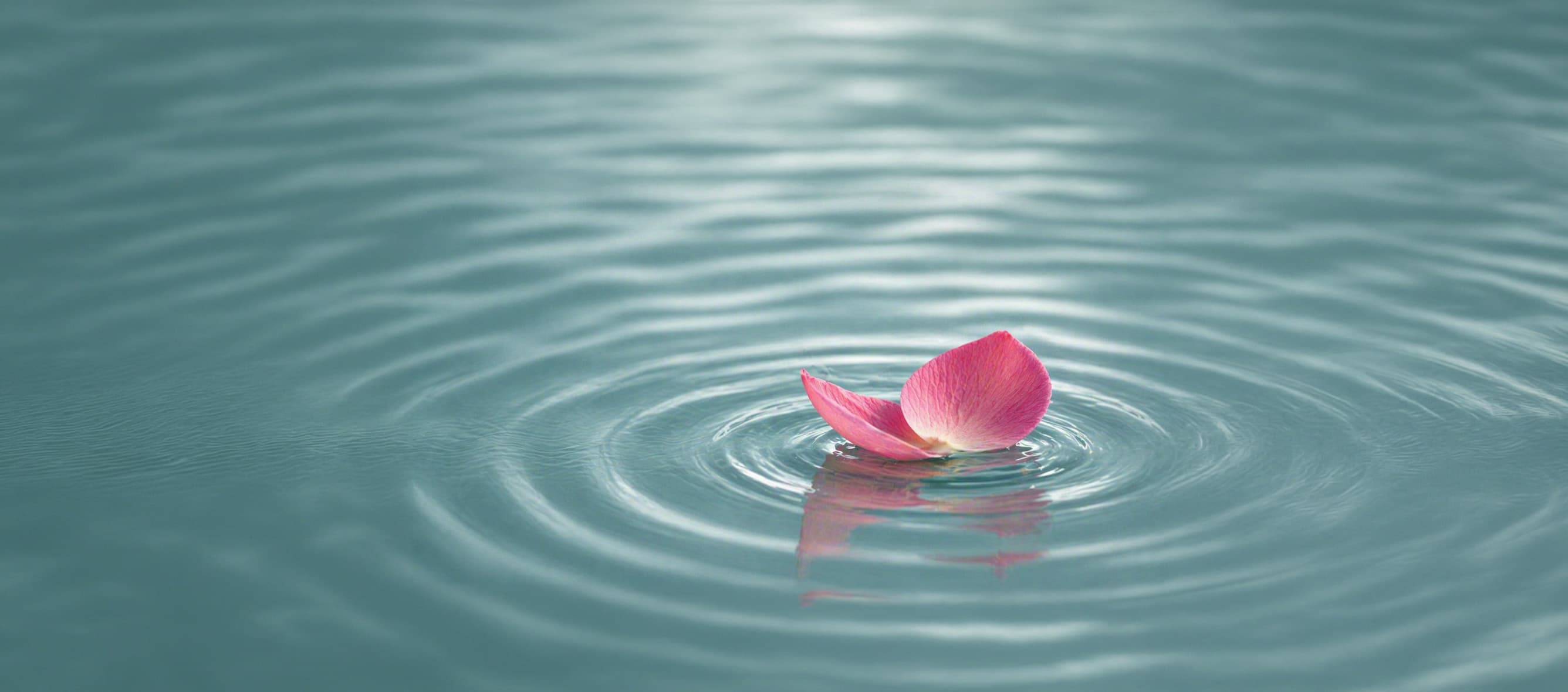 Water ripple with lotus petal